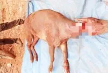 BKSDA Sultra Sebut Kematian Seekor Anoa Bukan di Lokasi PT SCM Routa Konawe