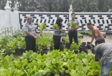 Manfaatkan Lahan Kosong, Rutan Unaaha Panen Sayur