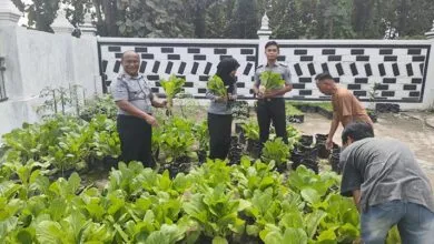 Manfaatkan Lahan Kosong, Rutan Unaaha Panen Sayur