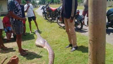 Warga Muna Barat Lumpuhkan Ular Piton Sepanjang 7 Meter