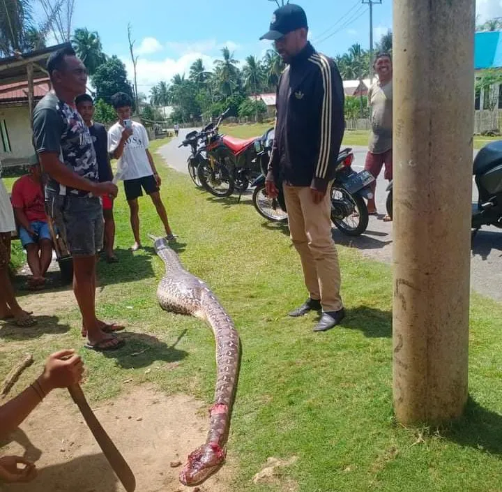 Warga Muna Barat Lumpuhkan Ular Piton Sepanjang 7 Meter