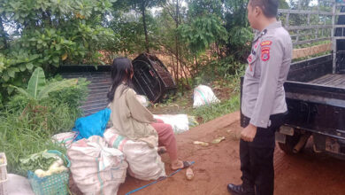 Hilang Kendali, Mobil Bak Terbuka Bermuatan Jagung Terbalik di Kolaka