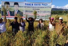 Ikut Panen Raya di Lainea Konsel, LA Janji Sejahterahkan Petani Sawah