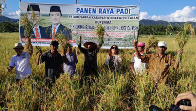 Ikut Panen Raya di Lainea Konsel, LA Janji Sejahterahkan Petani Sawah