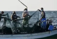 Pemprov Catat Hasil Tangkap Ikan di Sultra Capai 270 Ribu Ton