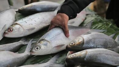 BKKBN Imbau Masyarakat di Sultra Perbanyak Makan Ikan Guna Cegah Stunting