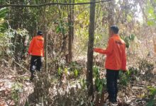 Sudah Tujuh Hari Hilang di Perkebunan Sawit, Lansia Asal Langgikima Konawe Utara Belum Ditemukan