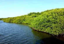Ilustrasi Mangrove