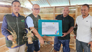 PLN NP UP Kendari Salurkan CSR Budidaya Ikan Laut dan Lobster kepada Nelayan Konkep