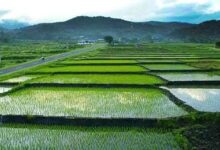 Pemda Konut Bakal Sediakan 135 Hektare Sawah Baru di Tahun 2025