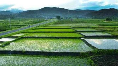 Pemda Konut Bakal Sediakan 135 Hektare Sawah Baru di Tahun 2025