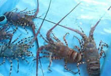 Sultra Miliki Potensi Produksi Hasil Budidaya Lobster Capai 137 Ton Per Tahunnya