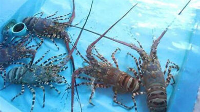 Sultra Miliki Potensi Produksi Hasil Budidaya Lobster Capai 137 Ton Per Tahunnya