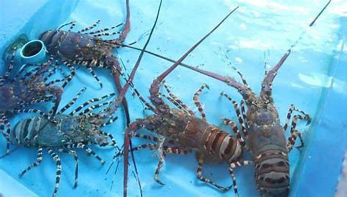 Sultra Miliki Potensi Produksi Hasil Budidaya Lobster Capai 137 Ton Per Tahunnya