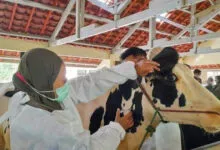 15.000 Dosis Vaksin Jembrana telah Disalurkan di Sultra, Konawe Terbanyak
