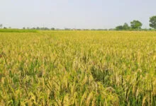 Ilustrasi Sawah