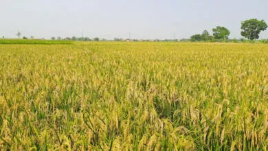 Ilustrasi Sawah