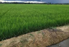 Capai 212,742 Ton, Konawe Jadi Daerah di Sultra dengan Produksi Padi Terbanyak