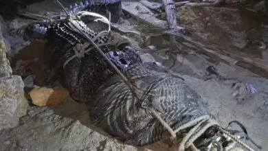 Warga Muna Tangkap Buaya Sepanjang Lima Meter yang Kerap Menyerang Warga