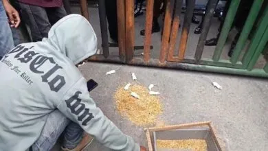 Ditantang Ungkap Korupsi Sektor Pertambangan, Kajati Sultra Dibawakan Tikus