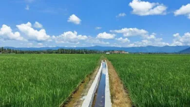 12.001 Unit Irigasi Tersier Sultra Diusulkan Perbaikan di Tahun 2025