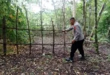Resahkan Masyarakat, Polisi Bongkar Arena Judi Sabung Ayam di Parigi Muna