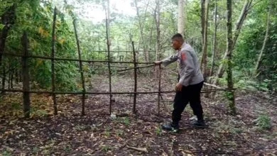 Resahkan Masyarakat, Polisi Bongkar Arena Judi Sabung Ayam di Parigi Muna