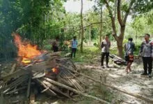 Meresahkan, Polisi Bakar Arena Judi Sabung Ayam di Tiga Desa di Muna Barat