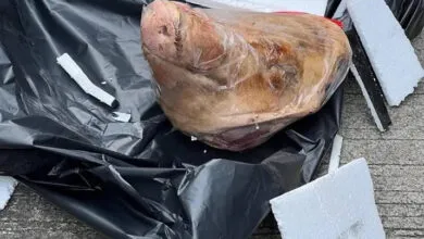 Tempo Mendapat Kiriman Kepala Babi