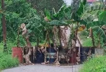 Deker Amblas, Warga Watulondo Kendari Tutup Jalan dengan Pohon Pisang untuk Hindari Korban Jiwa