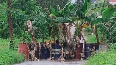 Deker Amblas, Warga Watulondo Kendari Tutup Jalan dengan Pohon Pisang untuk Hindari Korban Jiwa