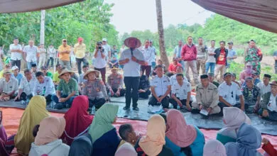 Pemkab Mubar Siap Bagikan Bibit Jagung Kuning Bisi-2 Sebanyak 20.500 Ton ke Petani
