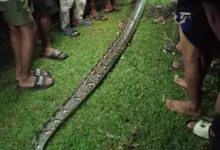 Warga Muna Barat Lumpuhkan Ular Piton Sepanjang 6 Meter