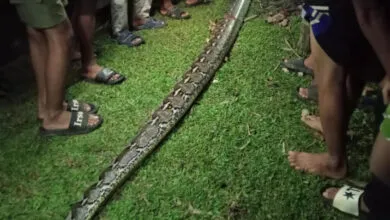 Warga Muna Barat Lumpuhkan Ular Piton Sepanjang 6 Meter
