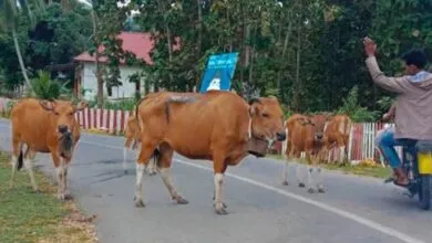 Tegakkan Perda, Pemda Muna Bakal Tertibkan Hewan Ternak yang Berkeliaran