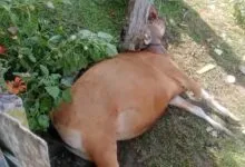 Warga Muna Barat Temukan Seekor Sapi Mati