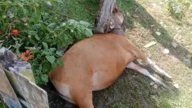 Warga Muna Barat Temukan Seekor Sapi Mati