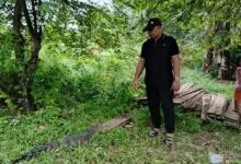 Warga Muna Barat Digegerkan Munculnya Anak Buaya