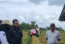 Bulog Bombana Serap Gabah Terbesar di Sultra Capai 25 Ribu Ton