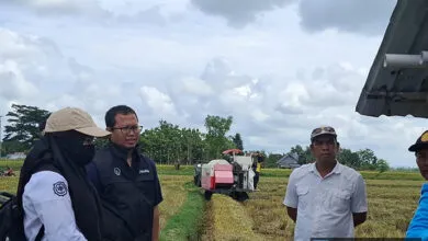 Bulog Bombana Serap Gabah Terbesar di Sultra Capai 25 Ribu Ton