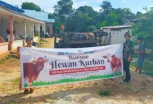 Antam Salurkan 15 Ekor Sapi Kurban ke Kecamatan Pomalaa dan Pemkab Kolaka