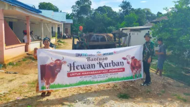 Antam Salurkan 15 Ekor Sapi Kurban ke Kecamatan Pomalaa dan Pemkab Kolaka