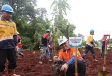 PT Antam Tbk UBP Nikel Kolaka Lakukan Penanaman pohon dan Bakau