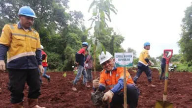 PT Antam Tbk UBP Nikel Kolaka Lakukan Penanaman pohon dan Bakau