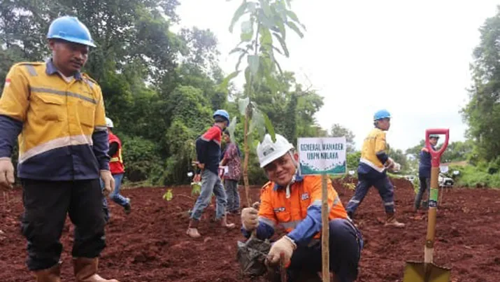 PT Antam Tbk UBP Nikel Kolaka Lakukan Penanaman pohon dan Bakau