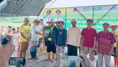 Pemkab Mubar Gelar Penanaman Padi Serentak Seluas 866 Hektare, Target Swasembada Beras 2026