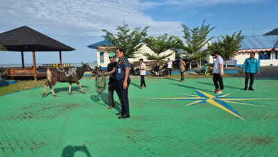 KUPP Salurkan Sepuluh Hewan Kurban untuk Masyarakat Kecamatan Molawe