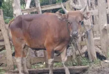 Lima Ekor Sapi Milik Warga di Muna Barat Hilang
