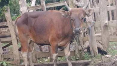 Lima Ekor Sapi Milik Warga di Muna Barat Hilang