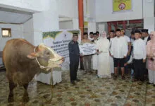 Sapi Kurban Presiden Prabowo untuk Warga Kendari Berbobot 873 Kilogram